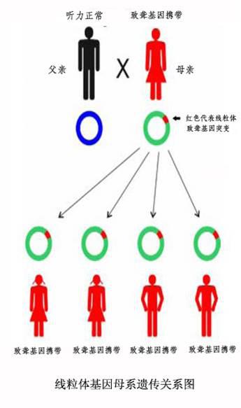 听力|第一个孩子患有先天耳聋，还能生下健康孩子吗？专家：耳聋基因检测便于早期诊断和干预