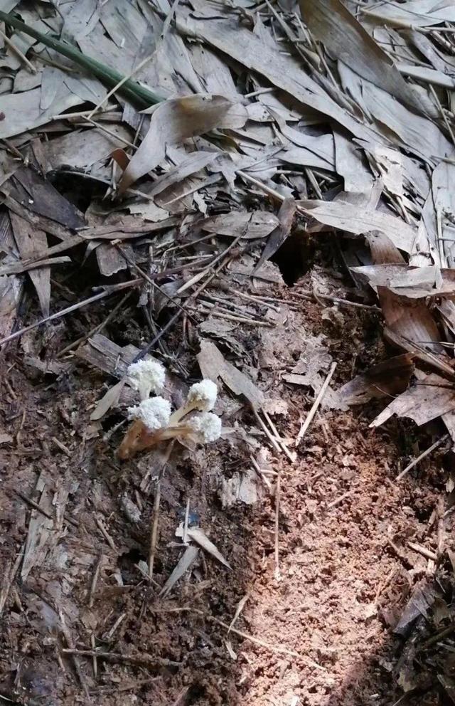 花盆里挖出的鳞茎，长得像虫子，原来是“大补之物”