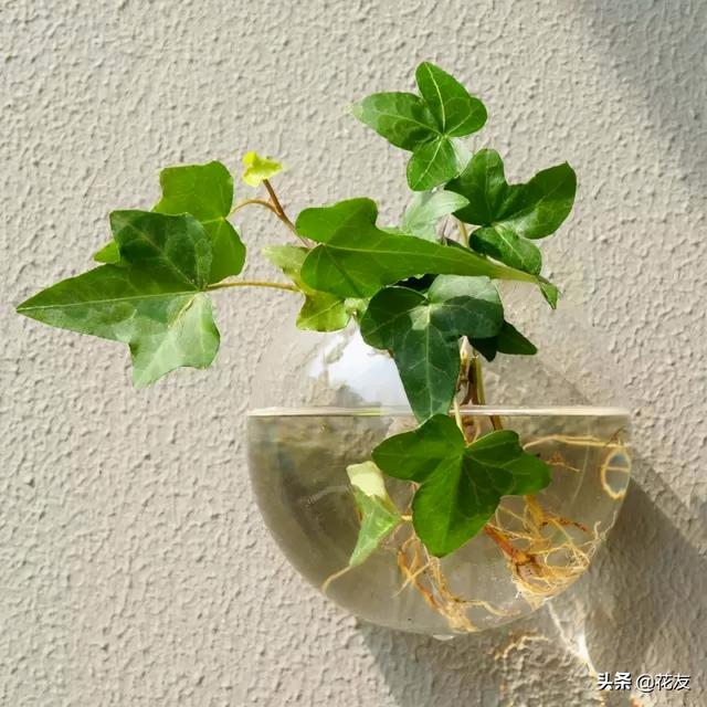 冬季室内增湿10种水培植物，绿色天然加湿器