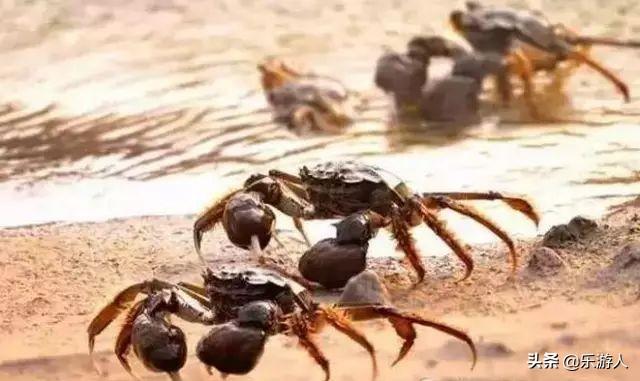 #行路万里#辽宁竟私藏了一片颜值超高的红海滩