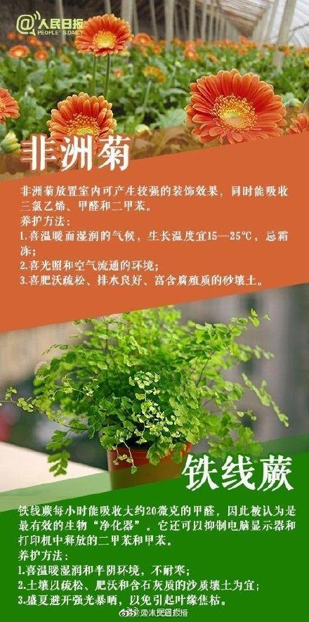 植物|家里常养这些植物，好看又有利健康
