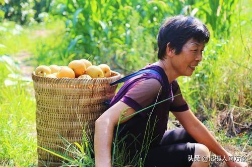 陈年往事，那个在秋阳秋水中摇曳的秋梨