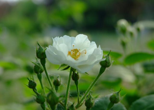 冬养的月季花枝条干枯，开花萎蔫，哪里出了问题，该怎么解决？