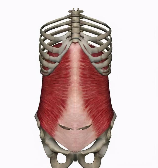 干货分享！深入剖析与腰痛相关的7块肌肉