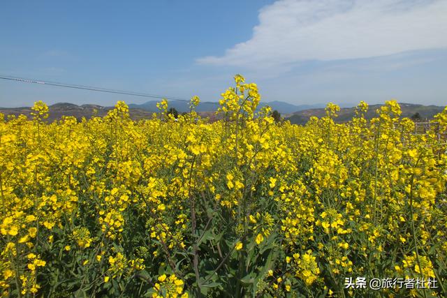 「世界那么大」落在云端的花田世界--宁波宁海 · 桑洲镇梯田油菜花