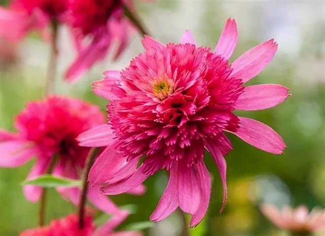 夏季庭院里一抹浓艳的色彩——松果菊