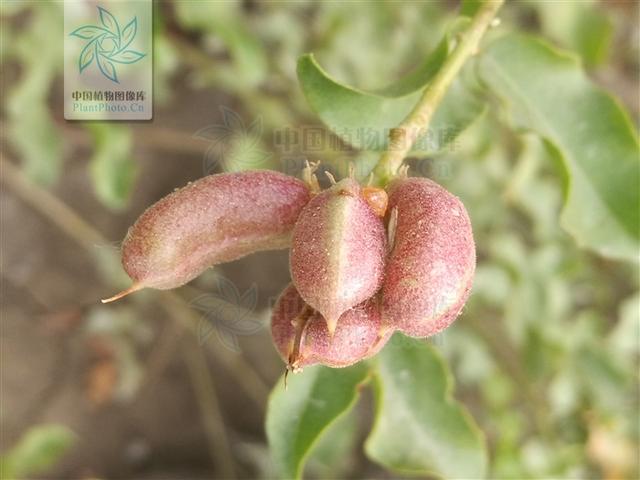 神农本草图经，薯蓣 菊花 甘草 人参 石斛 石龙芮