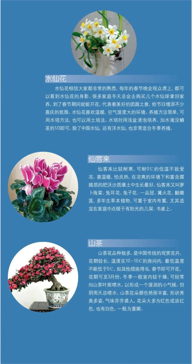 冬天越来越近，家中花花草草怎么养护？请收下这份攻略