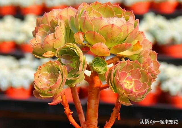 多肉植物法师应该养殖在室内还是室外？一起看看你就知道了