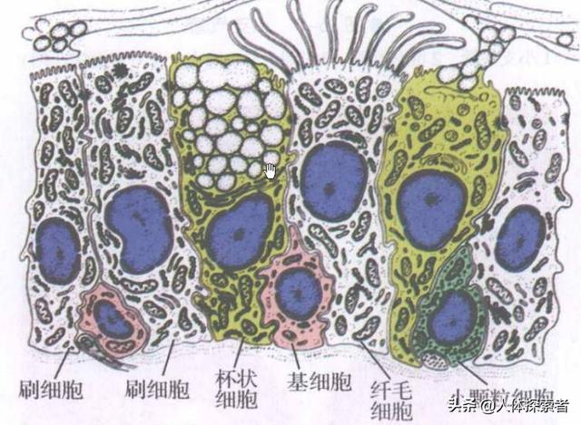 痰是什么？痰在什么位置？不同疾病引起的咳痰各有什么特点