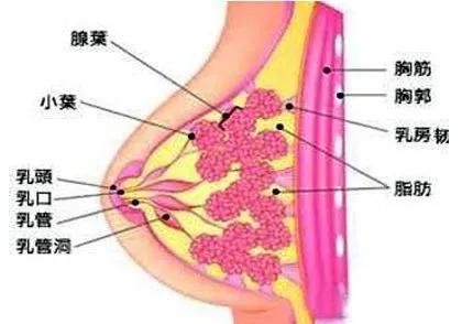 中招率如此之高的乳腺增生，难道真的是乳腺癌的前奏吗？