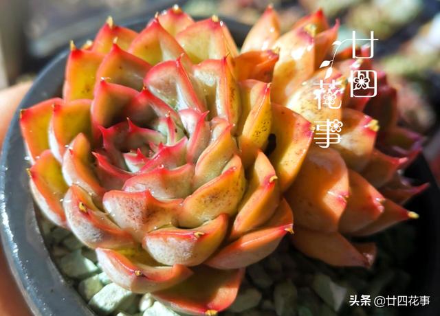 “控养”多肉有条件，“3要5不要”，做对肥美，做错变瘦不长个