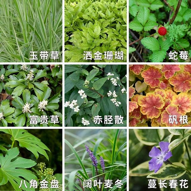 地被花卉篇——雨水花园里的植物们