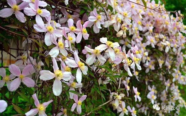 硬核开花机器，“铁线莲”来袭，绝对撞击你的心灵