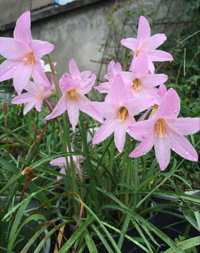 风雨兰为什么不开花？把“两点”做好，自然就开花，一茬一茬开