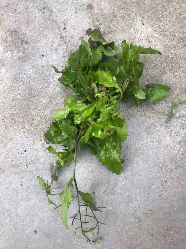 这草药,可治鼻窦炎,胃痛,风湿关节痛等