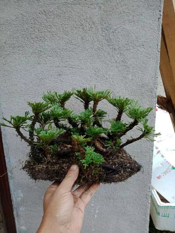 路边野草，种盆里变成值钱盆景，超好养还好看