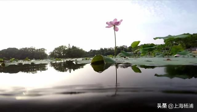天空中的棉花糖▲万万没想到,杨浦竟然藏着个赏荷花的“宝地”!