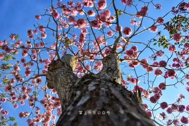 旅行柚子君■这个春天,乐东的花又开好了 趁着花期,可以出去赏花哦!