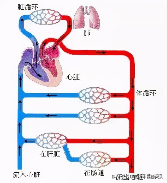 迈入中医之门第79篇：中医视角解读“慢性肺病论治”