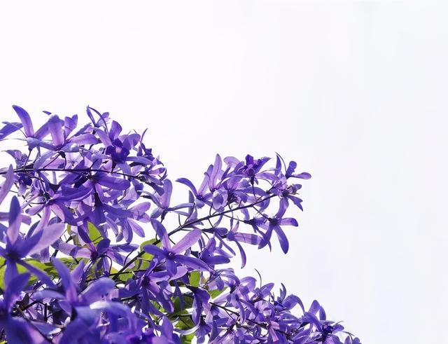 大咖分享 | 蓝色花境植物有那些？