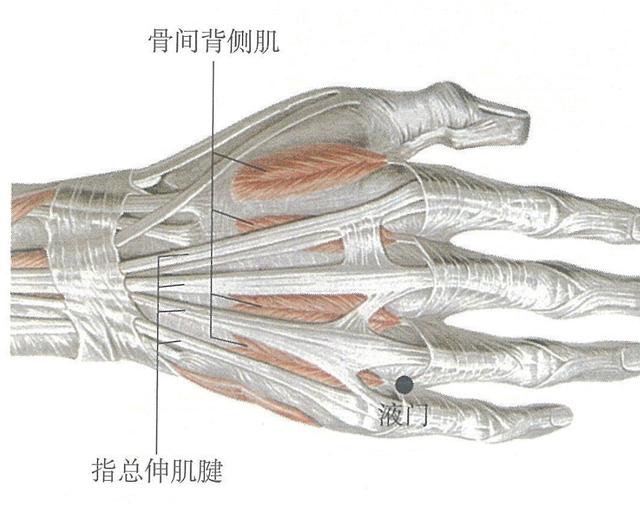 分析手部的荥穴，让你真正的了解你的双手