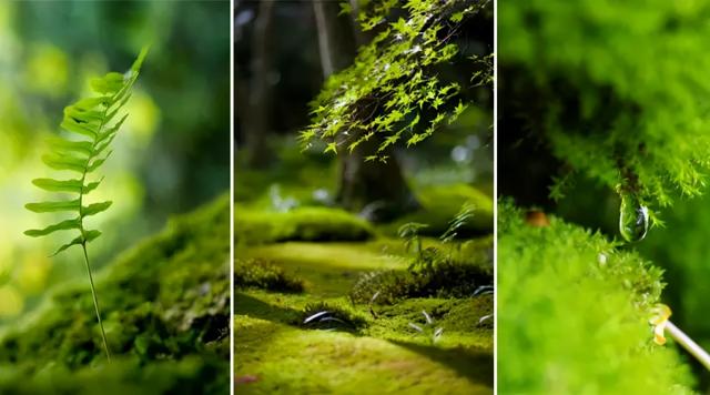 地被花卉篇——雨水花园里的植物们