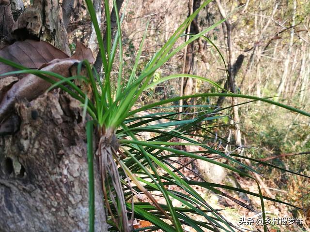 兰花、菖蒲、麦冬，三种最容易混淆的植物，知道这些就不会买错