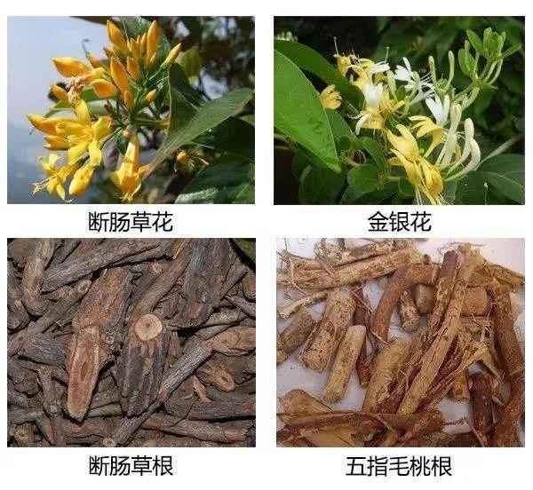 断肠草|一锅自制凉茶导致多人被紧急送医