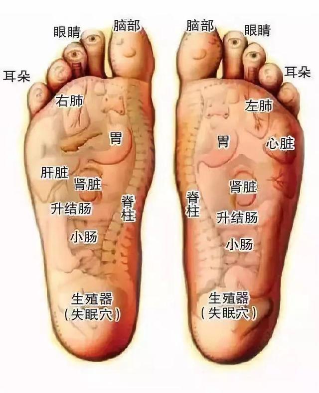 脚底有60余个 穴位 是6条主要 经络的起点和终点 人体 五脏六腑在