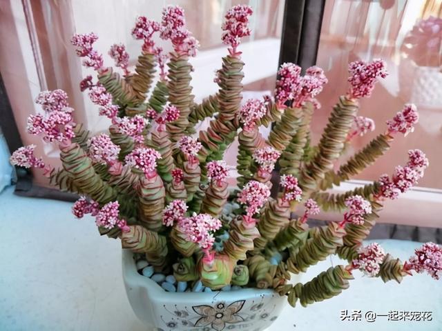 养多肉钱串，了解掌握4个要点，生长旺爆盆快，美成“瀑布”
