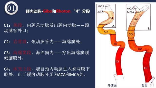 头颈动脉系统相关解剖