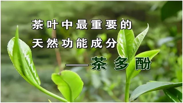 春茶|春天喝这杯茶，调三高、延衰老好处多多，百岁老人喝它几十年