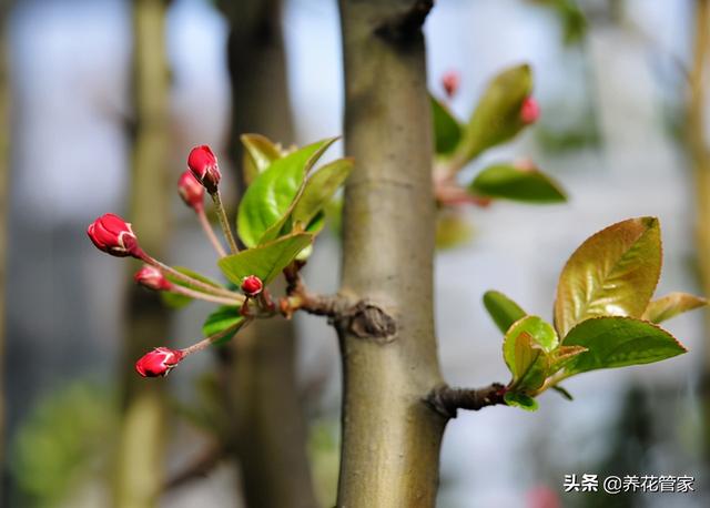 贴梗海棠，最“绝色”的海棠花，地栽、盆景两相宜