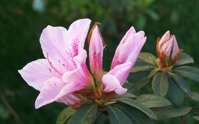 养护杜鹃花，掌握几个关键点，叶片油绿，开花满枝头