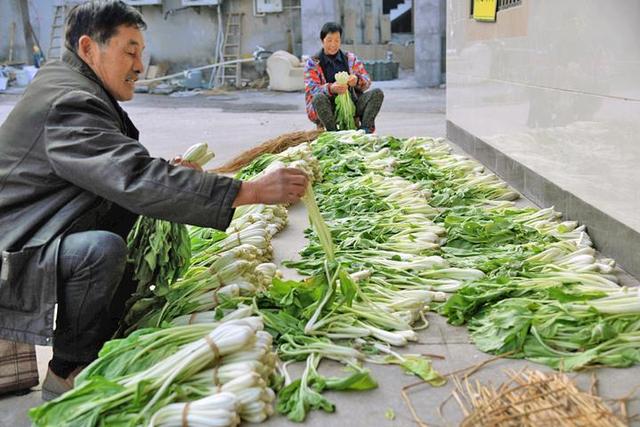 白菜|这款神仙食物馋得人流口水！冬天好多杭州人都爱吃它