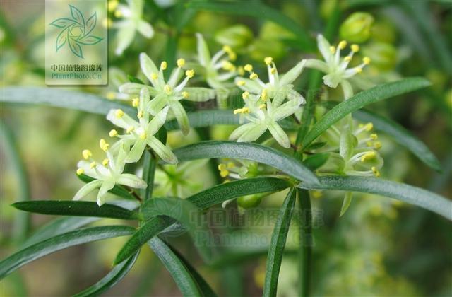 神农本草图经 | 柏实 菌桂 牡桂 天门冬 麦门冬