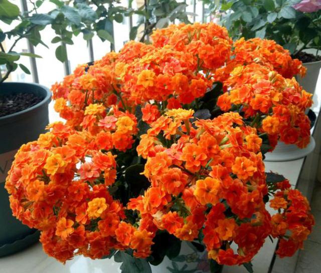 家庭养这5种花要“低矮”生长，长高就“变丑”，舍得修剪开花美