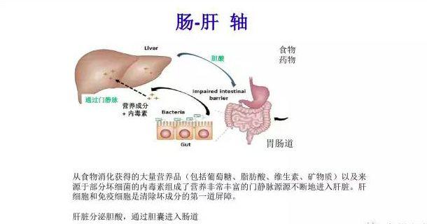 关于肠道的15条箴言