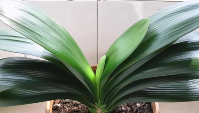 只要花卉黄叶就用硫酸亚铁？错！黄叶也分情况，合理使用才行