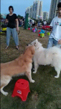 搞笑gif:我相信,这夫妻俩吵不过今晚,就又和好了