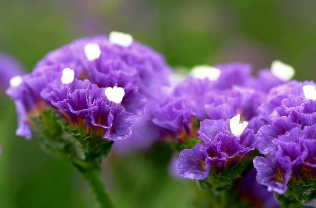 家里通风差，快养两种香香花，冬天开花香喷喷，花色也很美