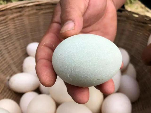 腌咸蛋的传统做法，不用裹泥，不用盐水，28天流油起沙