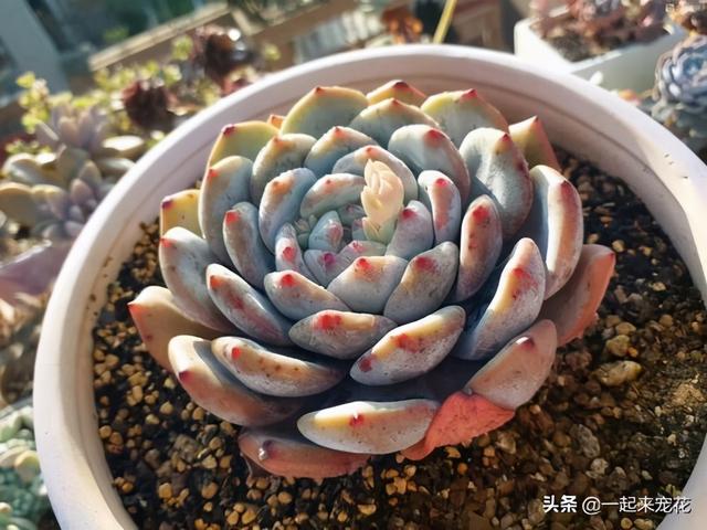 多肉总是摊大饼穿裙子？做好3件事，快速长出状态，上色美颜值高