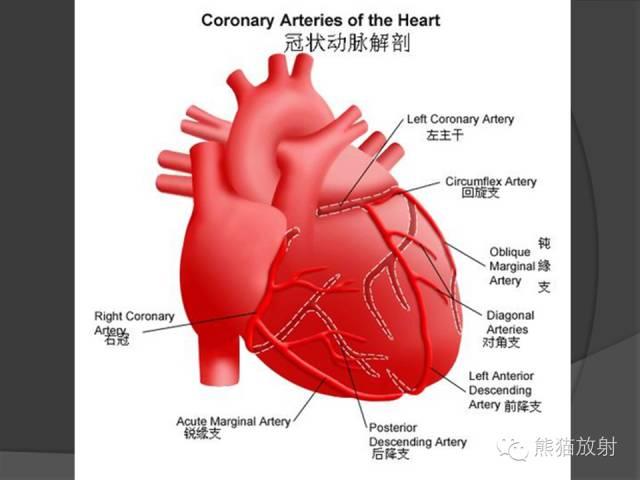 冠状动脉系统解剖、CTA解剖、分段及中英文名称对照