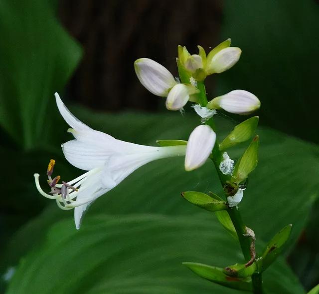 地被花卉篇——雨水花园里的植物们