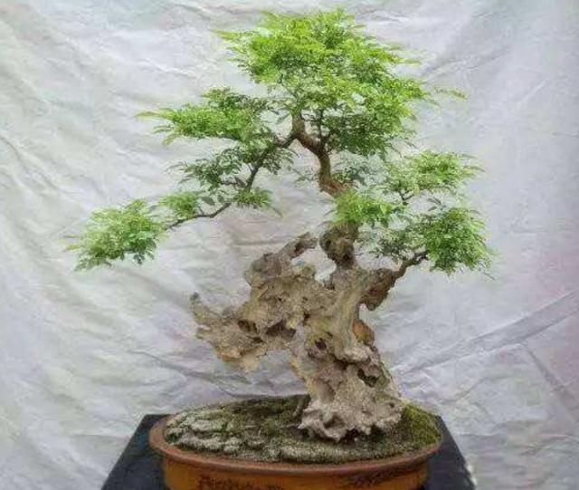 野外的黄荆疙瘩,可是盆景好素材,几步就能养成姿态优美的盆景