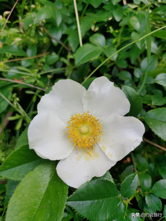 趣旅游▲五一小长假去武汉东湖绿道骑行，在百花与山水间探秘江城绮丽之春