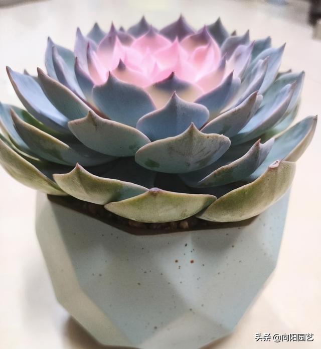 这种多肉带锦，实际是“假锦”，价格贵养不活，谁买谁吃亏