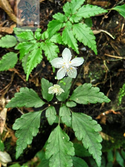 龙节七，见过吗？清热解毒，消肿止痛。治外伤肿痛、跌打肿痛